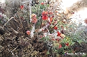 VBS_0221 - Corollaria Flower Exhibition 2022